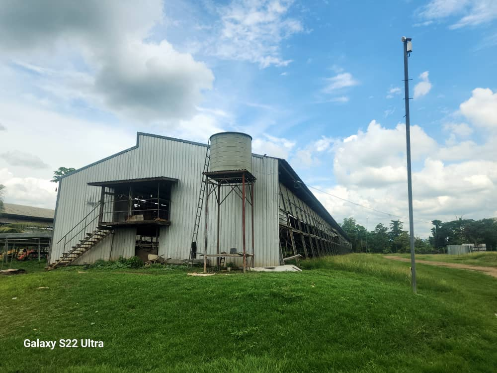 Differences, Advantages, and Disadvantages of Closed and Open Chicken Houses
