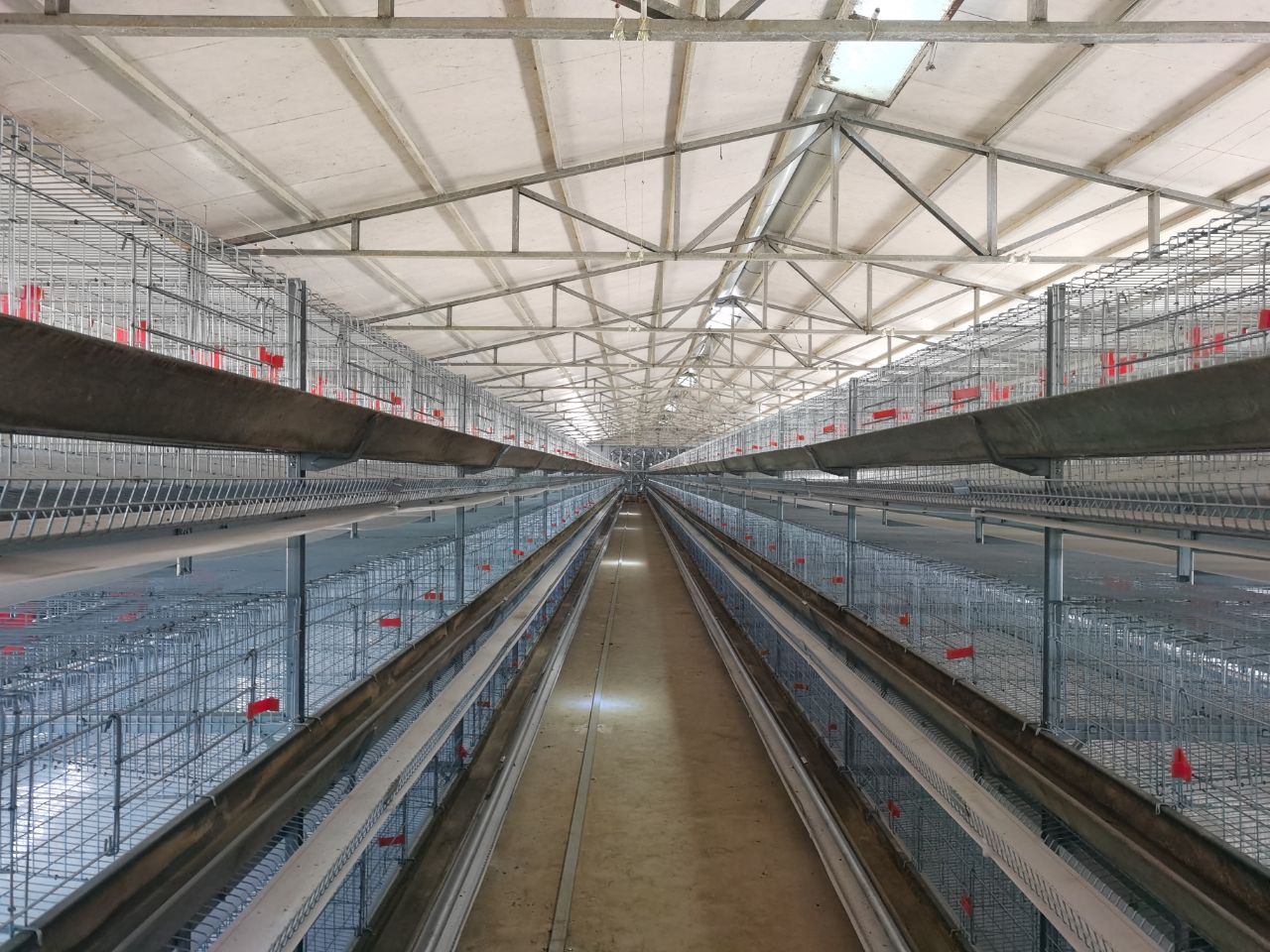 tacked Chicken Cages vs. Stepped Chicken Cages: Which Is Best for Your Poultry Farm?