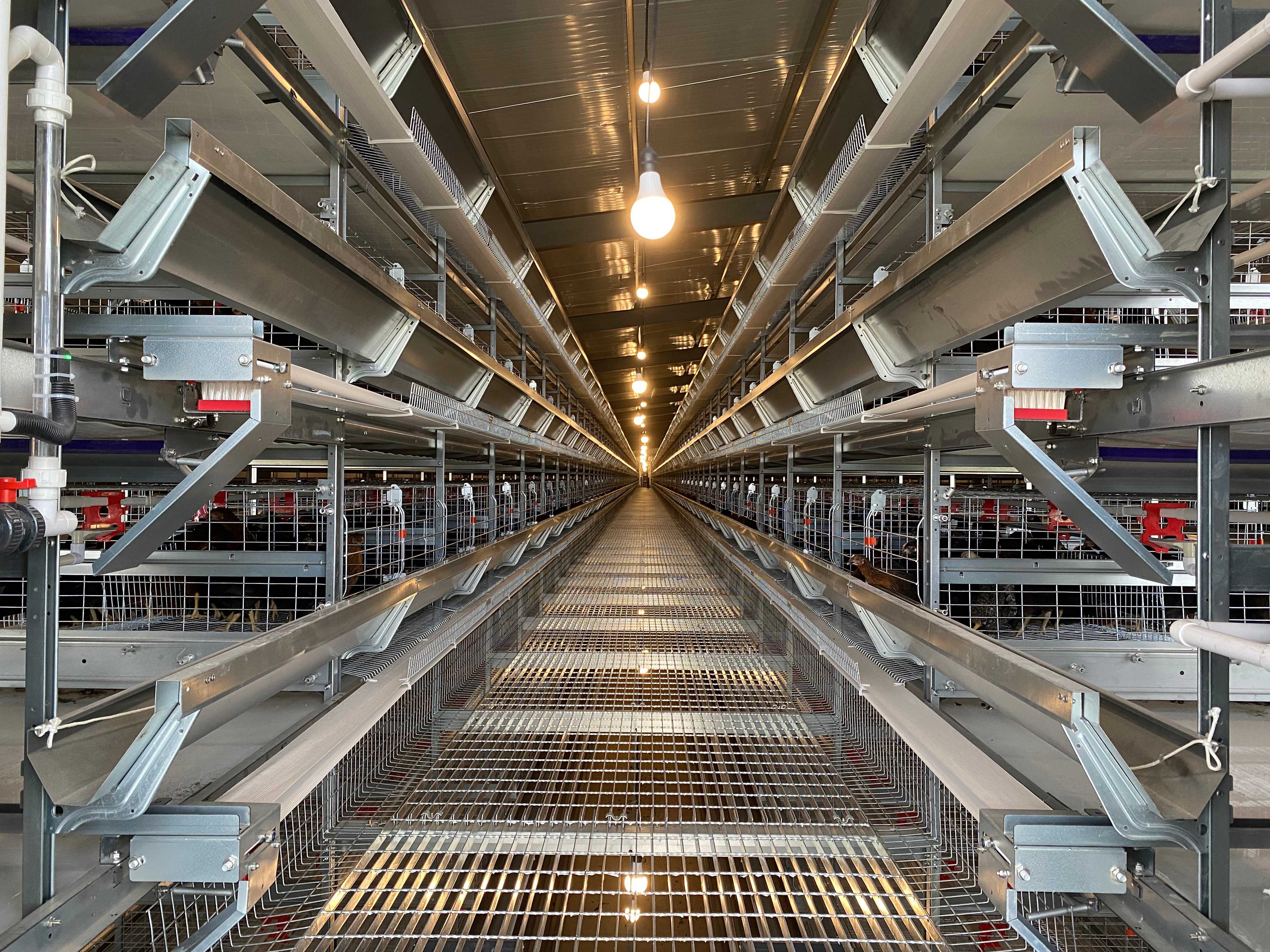 How to Choose the Right Chicken Cage: Trusted Suppliers