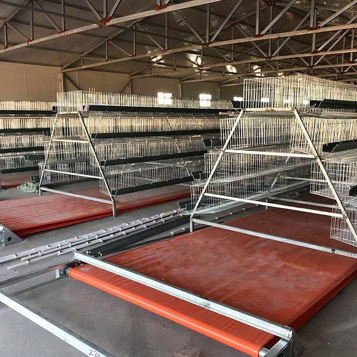 Manure Removal Systems: Keeping Poultry Houses Clean and Productive