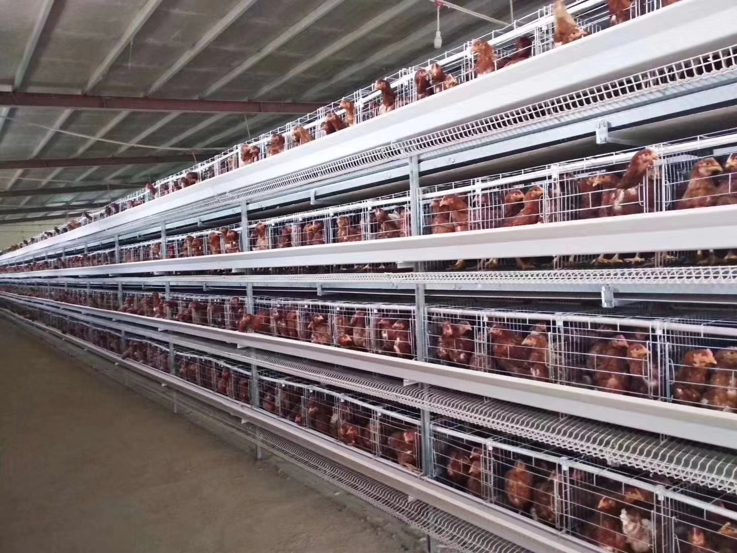 How the H-Type Layer Chicken Cage System Operates in Poultry Houses