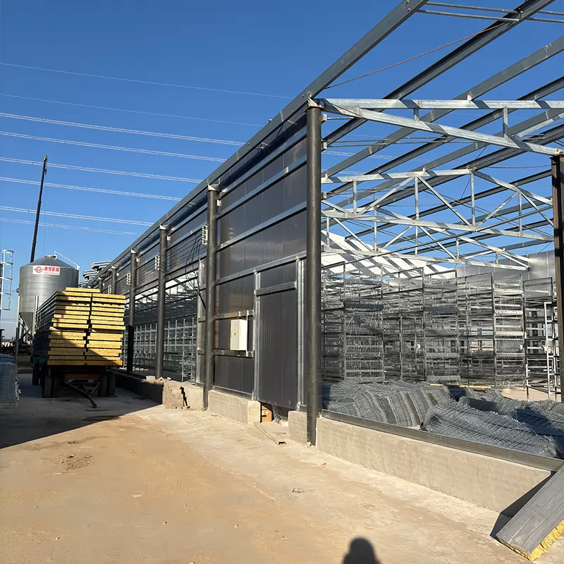 How to Design a Chicken Coop: The 5-Step Blueprint for Healthier Hens & Higher Yields