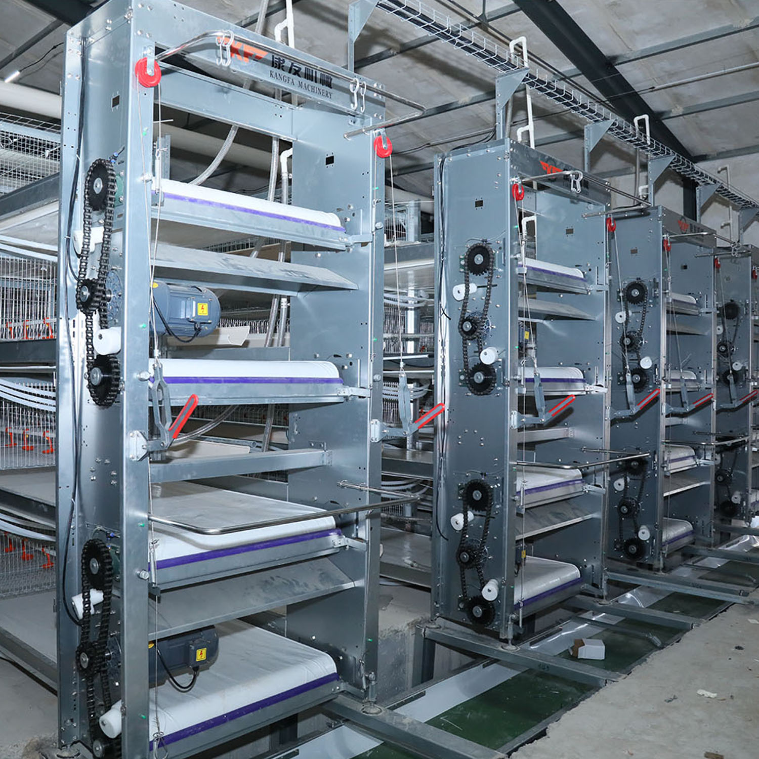 How to Design a Chicken Coop: The 5-Step Blueprint for Healthier Hens