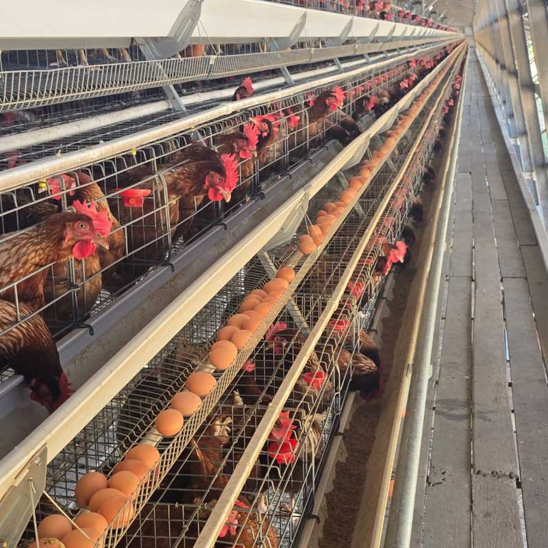 H-Type vs. A-Type Chicken Cage: Which One Maximizes Your Poultry Farm ROI in 2026?cid=6