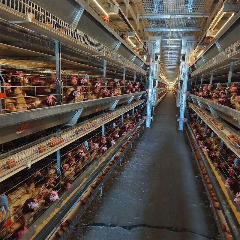 H-Type vs. A-Type Chicken Cage: Which One Maximizes Your Poultry Farm ROI in 2026?cid=6
