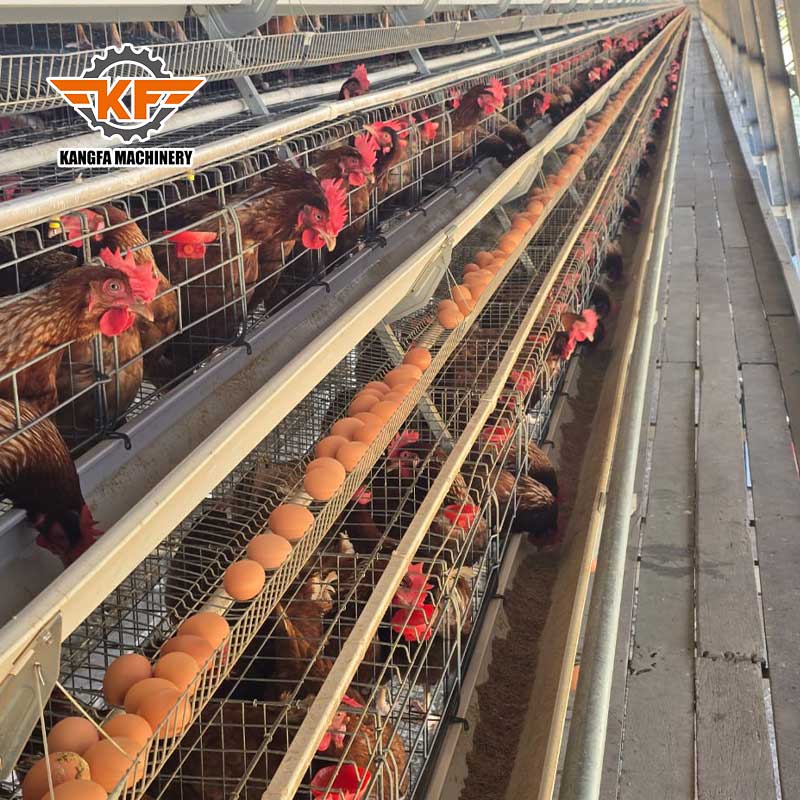 KANGFA A Type Layer Battery Chicken Cage