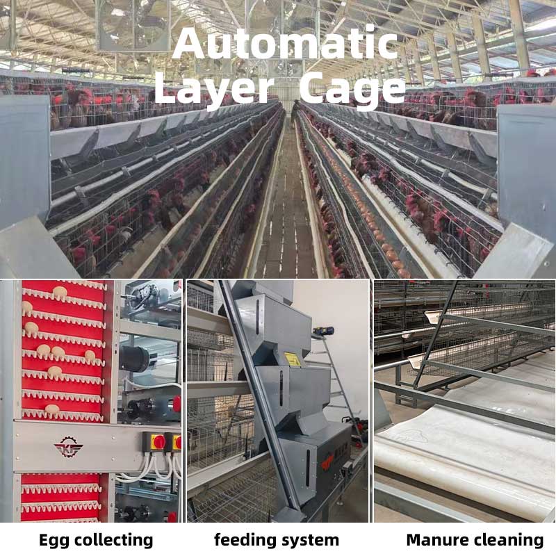 KANGFA A Type Layer Battery Chicken Cage