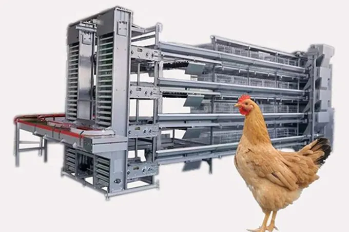 The difference between H-shaped and A-shaped chicken cages