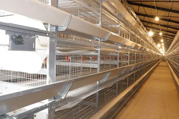 Poultry net bed farming and cage farming are two different methods of raising poultry, each with its own set of advantages and disadvantages.