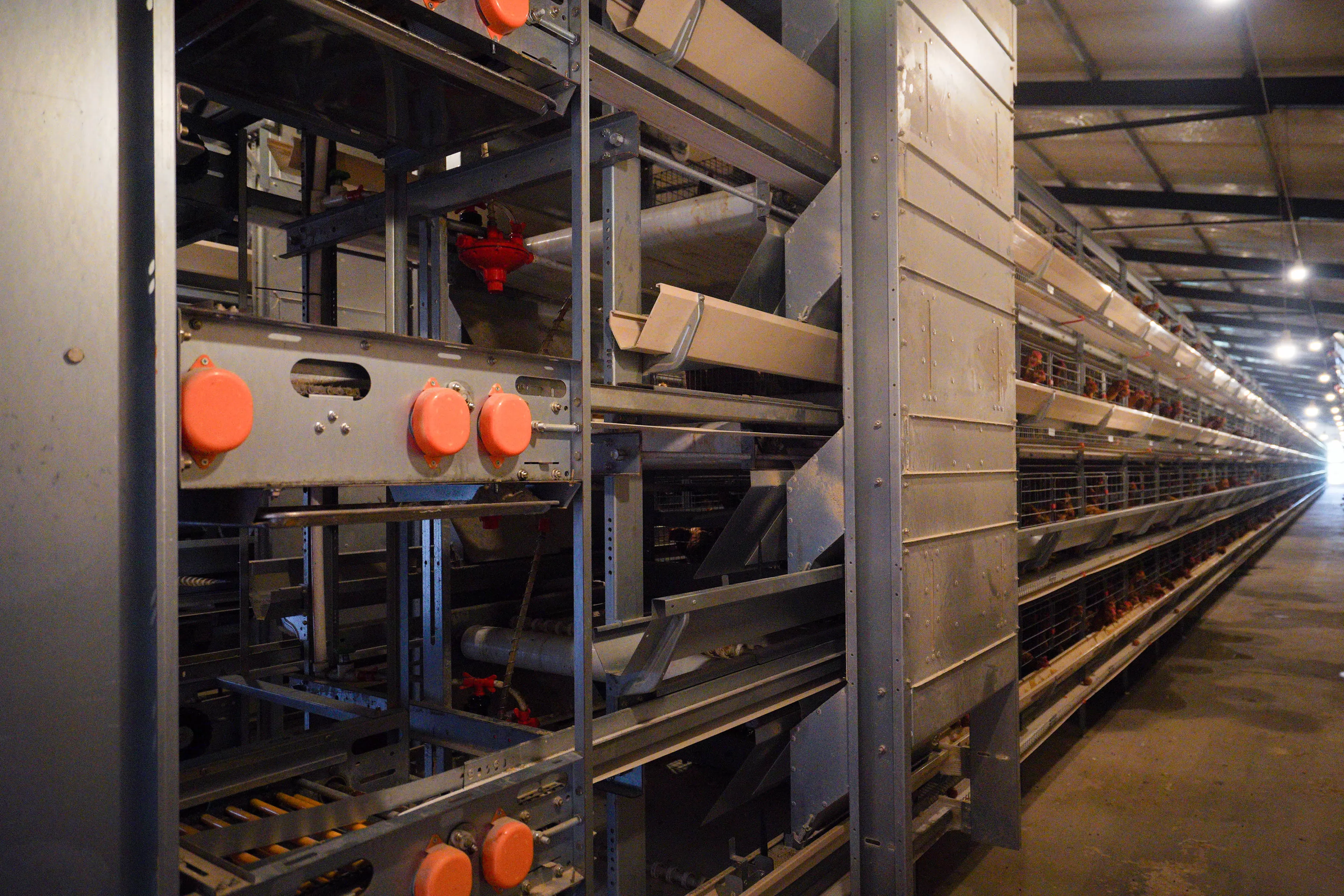 H Type Automatic Egg Layer Chicken Cage