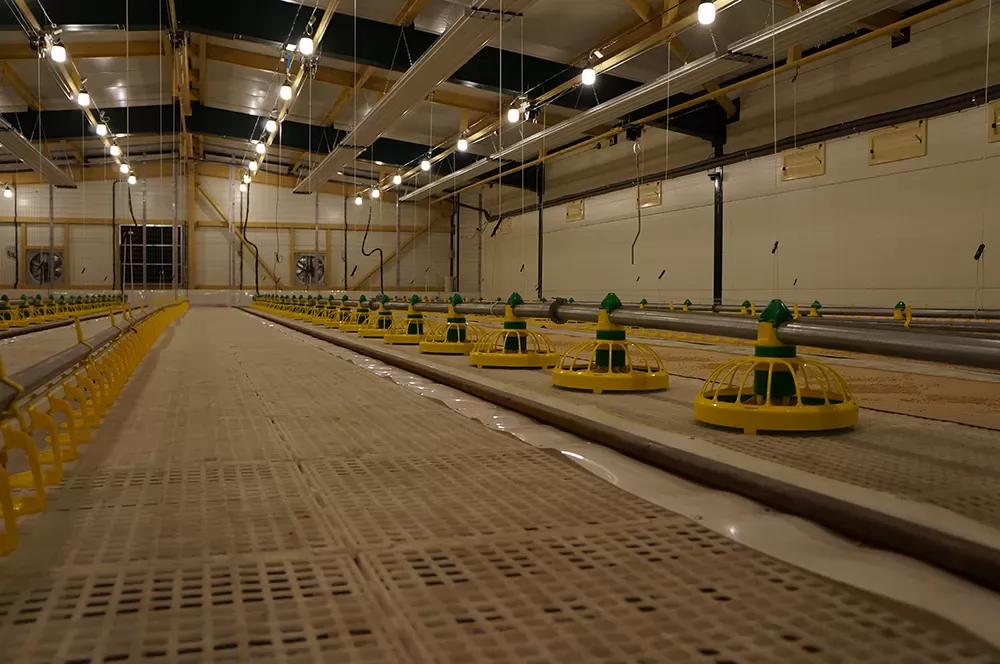 Ground breeding technology for broiler chickens