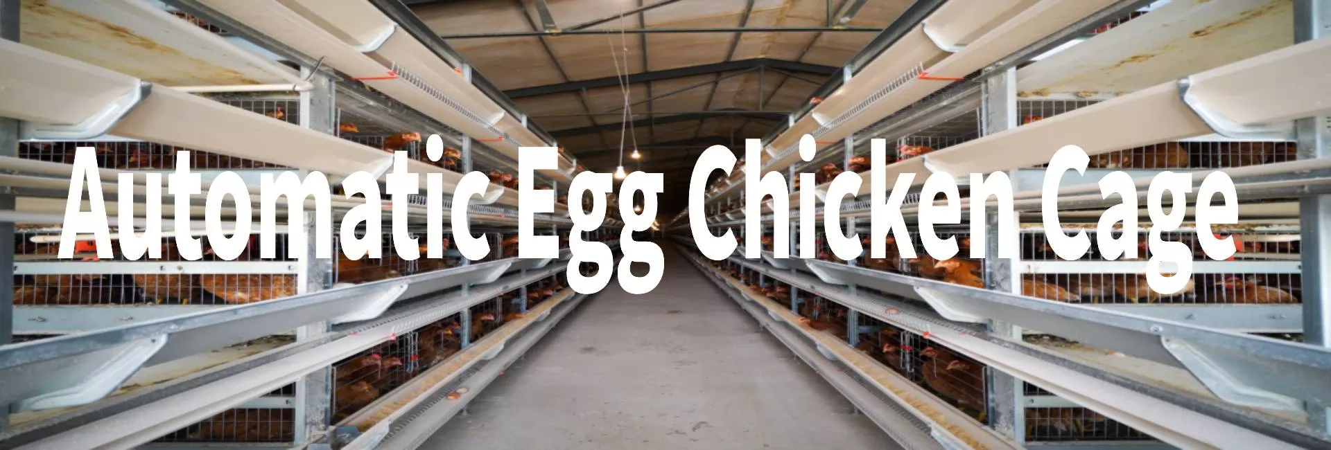 Common ways of raising chickens