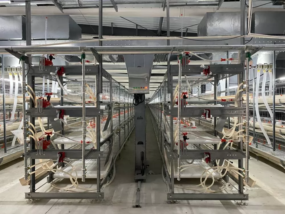 Feeding Management  Cage broiler grouping considerations