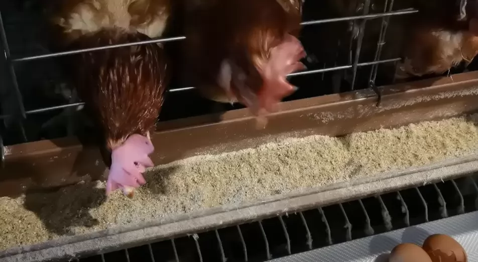 The Use of Automated Egg Collection System in Chicken Farming Sheds