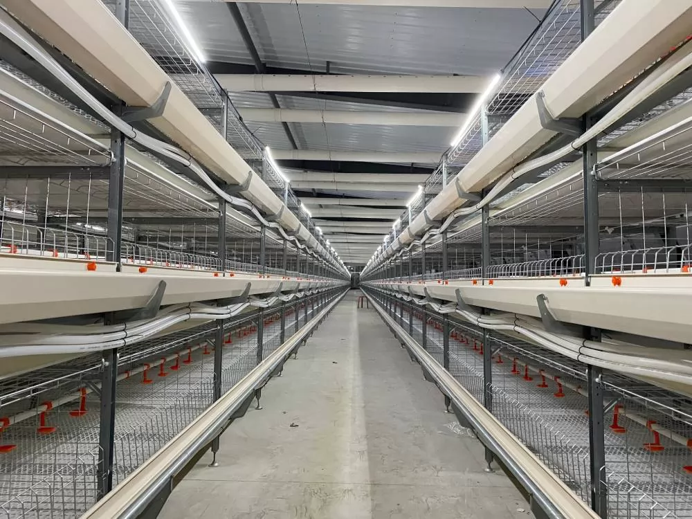 How to Build an Efficient Chicken Farming Cage System