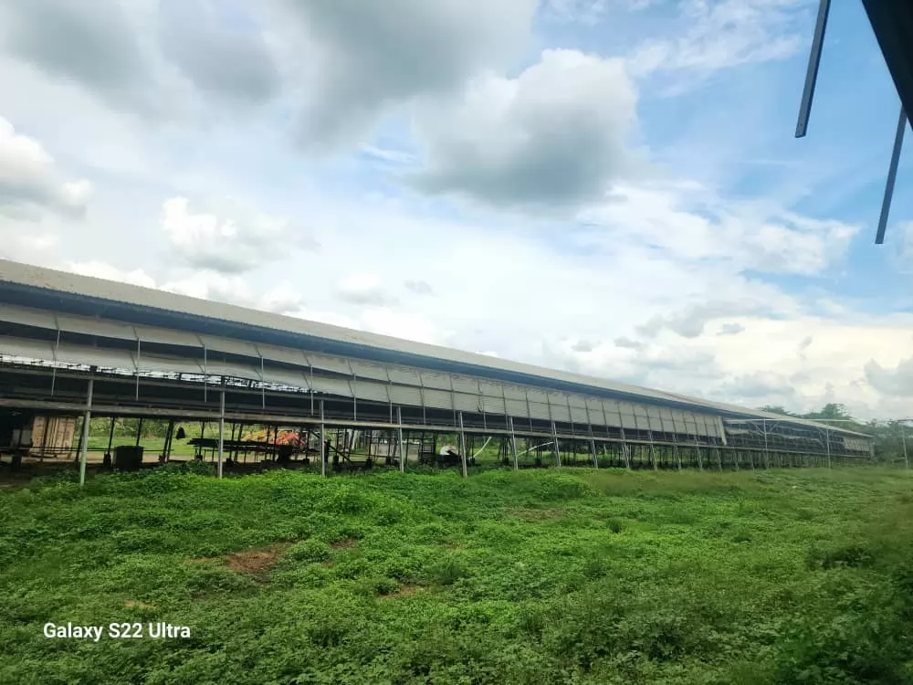 Differences, Advantages, and Disadvantages of Closed and Open Chicken Houses