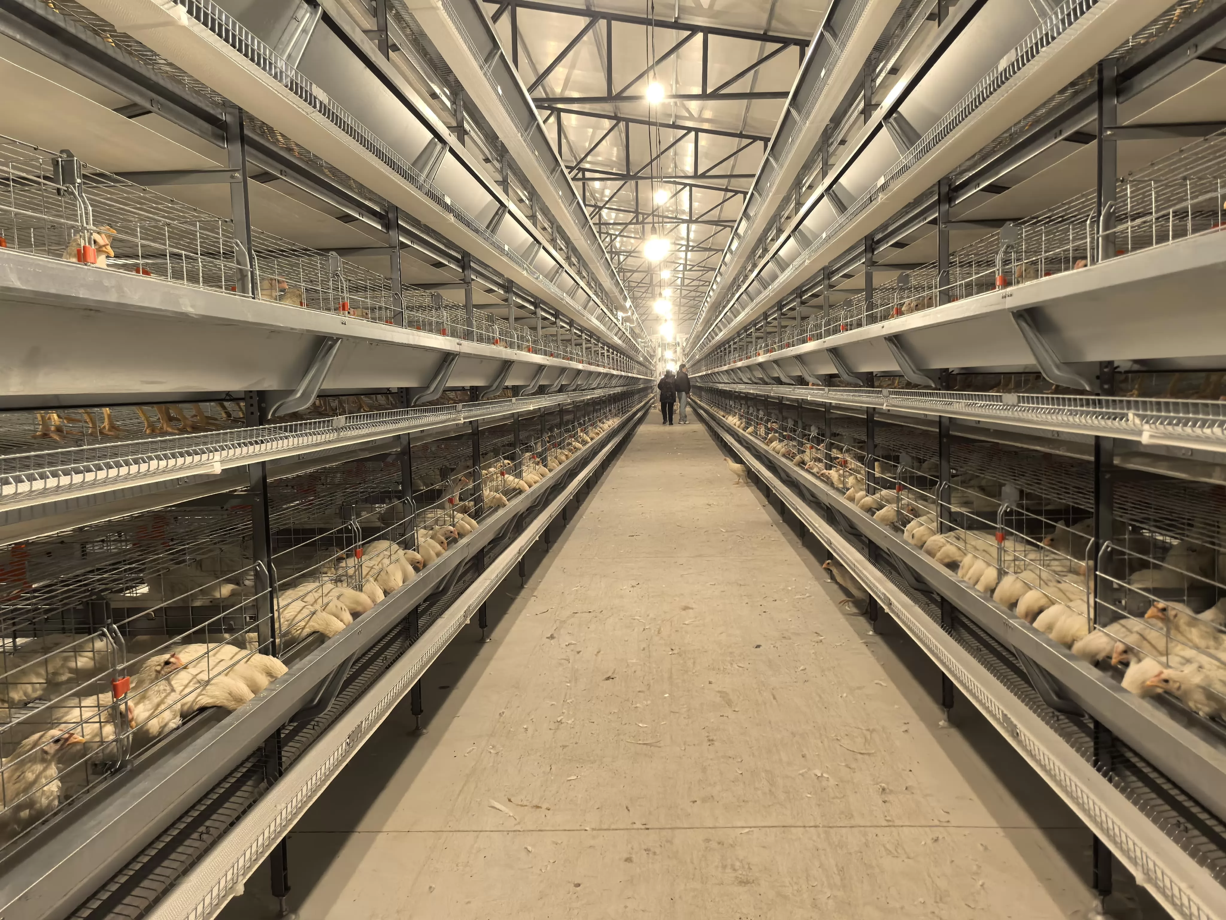 The Future of Egg Production: Smart Poultry Farming with Layer Cage Automation