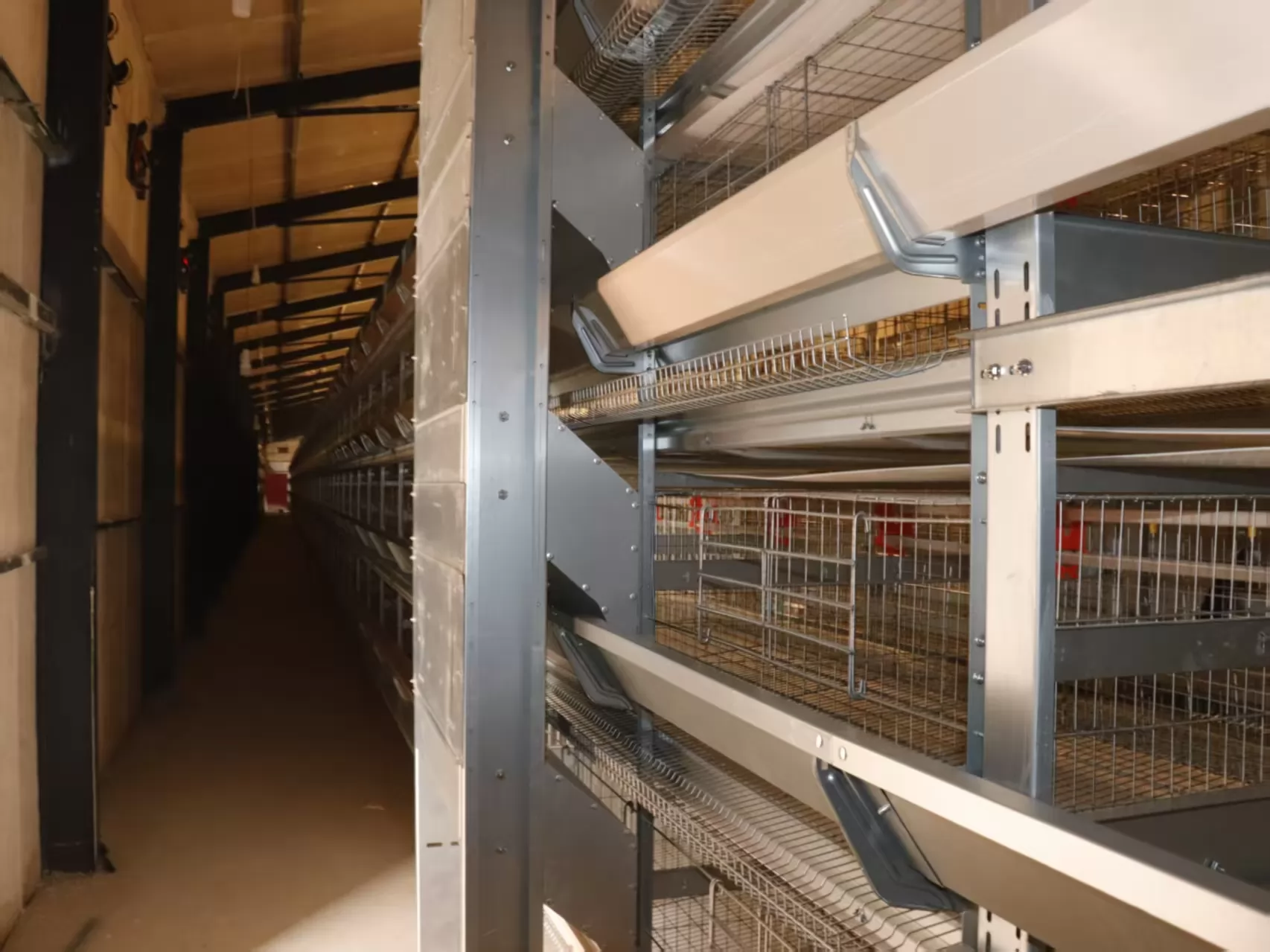 How Chicken Cage Design Affects Poultry Health and Egg Production