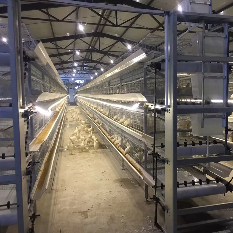 Why Choose Galvanized Steel Chicken Cages for Your Poultry House