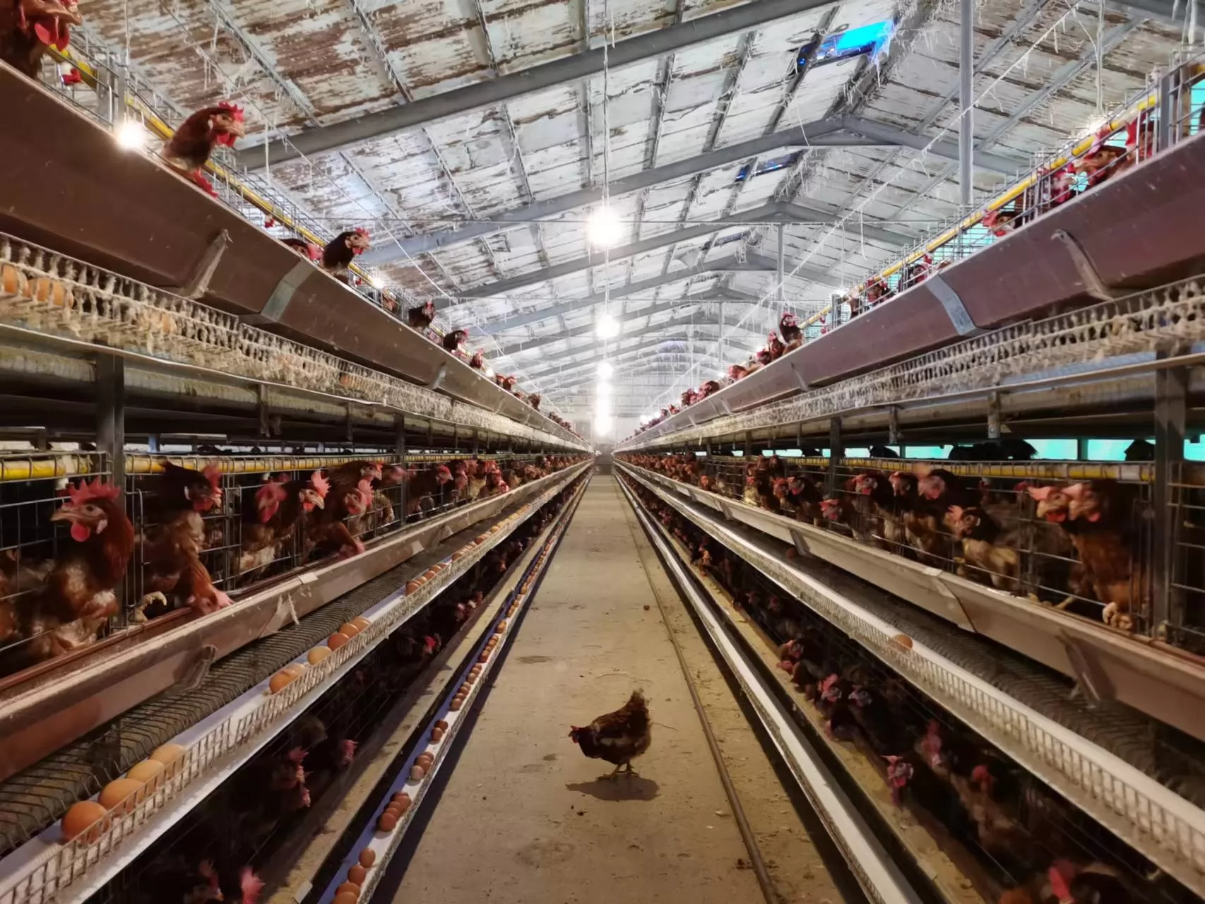 FAQ: Everything You Need to Know About Chicken Cages for Layers
