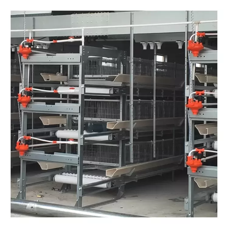 Step-by-Step Guide to Installing a Layer Chicken Cage System