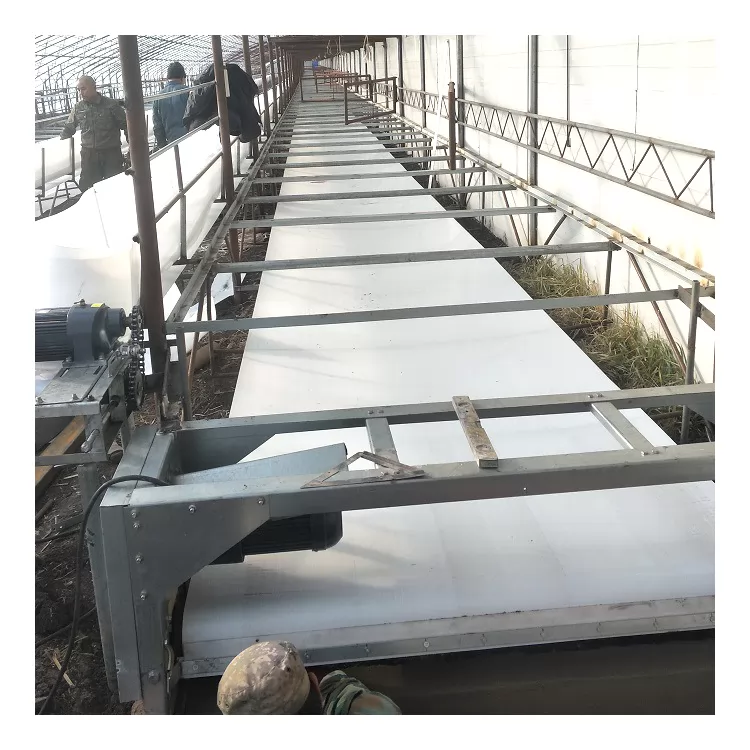 Manure Removal Systems: Keeping Poultry Houses Clean and Productive