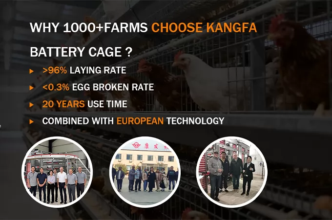 The Modern Farmer's Guide: Selecting a Smart Type A or Type H Chicken Cage
