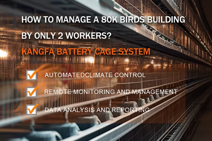 Durable Chicken Cages for All Farm Sizes | Ventilation-Focused Designs | [KANGFA]