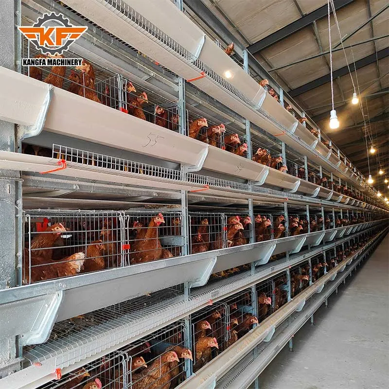 A-Type vs. H-Type Chicken Cages: Which System is Right for Your Farm? A-Type vs. H-Type Chicken Cages: Which System is Right for Your Farm?