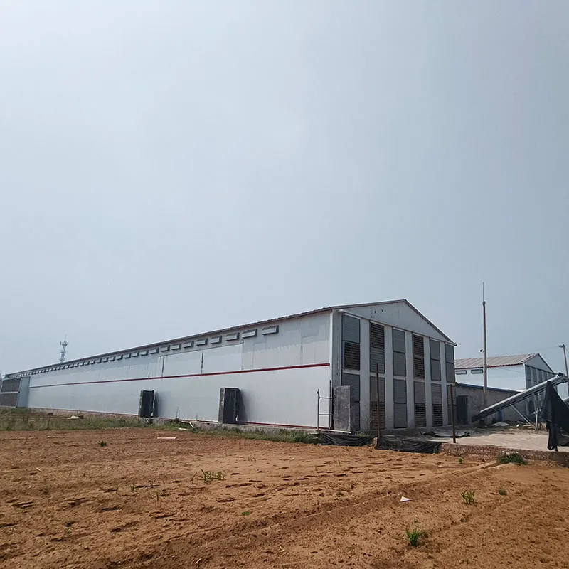 Manual vs. Automatic Chicken Cages: Is Automation Worth the Investment? Manual vs. Automatic Chicken Cages: Is Automation Worth the Investment?