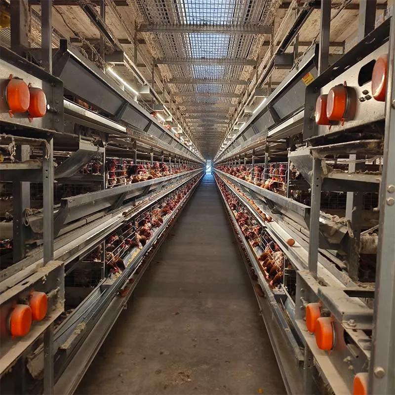 2026 Top 5 Automatic Battery Cage Suppliers: A Comprehensive ROI Comparison 2026 Top 5 Automatic Battery Cage Suppliers: A Comprehensive ROI Comparison
