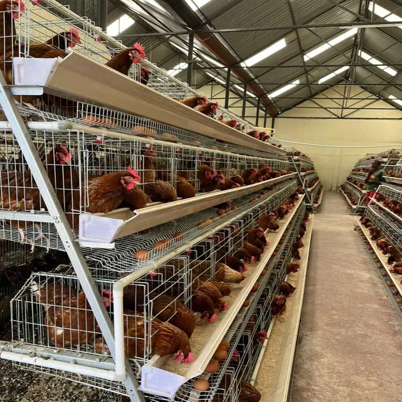 Manual Layer Chicken Cage